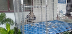 Aquila fasciata