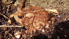 Anaxyrus americanus
