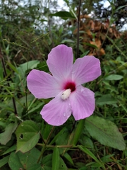 Hibiscus costatus