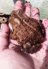 Anaxyrus americanus
