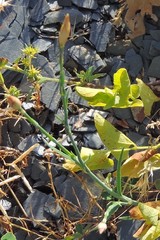 Dianthus legionensis