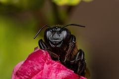 Xylocopa uclesiensis