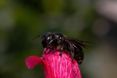 Xylocopa uclesiensis
