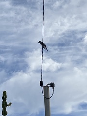 Coracina novaehollandiae