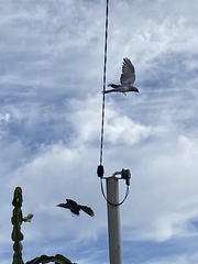 Coracina novaehollandiae