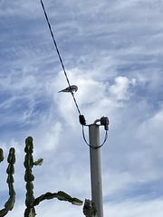 Coracina novaehollandiae