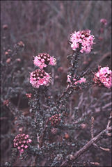 Kunzea recurva