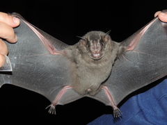 Fringed Fruit-Eating Bat photo 2