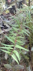 Podocarpus laetus