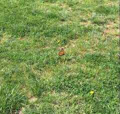 Danaus plexippus
