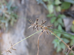 Cyperus spectabilis