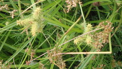 Carex retrorsa