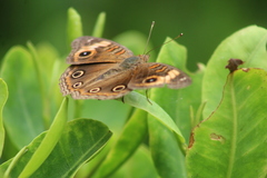 Junonia neildi varia