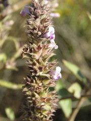 Hyptis rhytidea