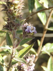 Hyptis rhytidea