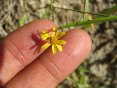 Oxypappus scaber