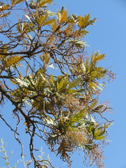 Bocconia arborea