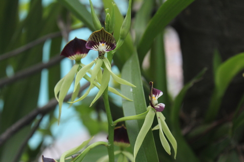 Prosthechea cochleata