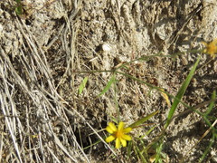 Oxypappus scaber