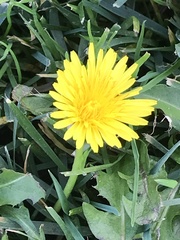 Taraxacum officinale