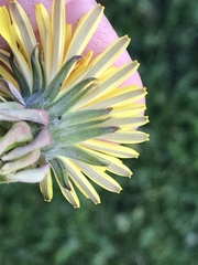 Taraxacum officinale
