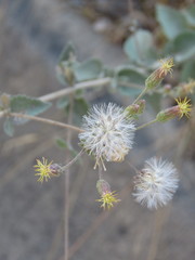 Brickellia paniculata
