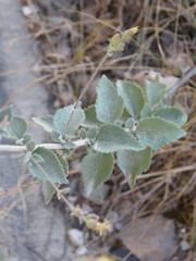 Brickellia paniculata