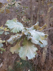Quercus resinosa