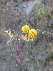 Aeschynomene petraea