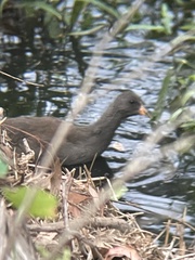 Gallinula tenebrosa tenebrosa