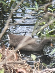 Gallinula tenebrosa tenebrosa