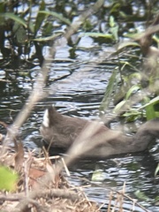 Gallinula tenebrosa tenebrosa
