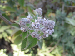 Hyptis oblongifolia