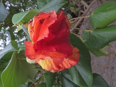 Hibiscus tiliaceus pernambucensis