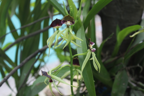 Prosthechea cochleata
