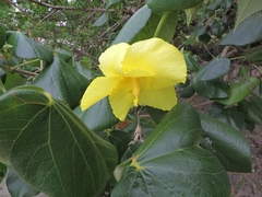 Hibiscus tiliaceus pernambucensis
