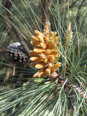 Pinus oocarpa