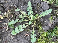 Taraxacum officinale