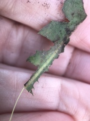 Taraxacum officinale