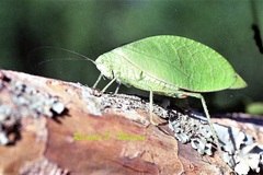 Phylloptera ovalifolia