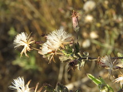 Brickellia paniculata