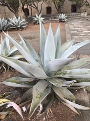 Agave guiengola