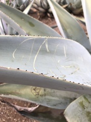 Agave guiengola