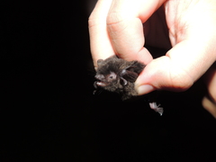 Myotis nigricans