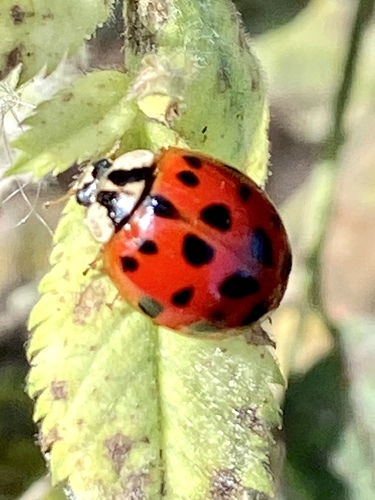 iNaturalist observation photo of Asian Lady Beetle