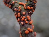 Nectria cinnabarina - Photo no rights reserved, uploaded by Randal