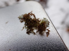 Frullania bolanderi