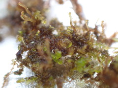 Frullania bolanderi