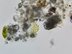 Pseudopediastrum
