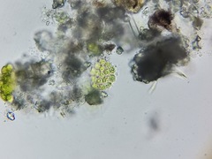 Pseudopediastrum
